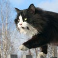 Аватара пользователя